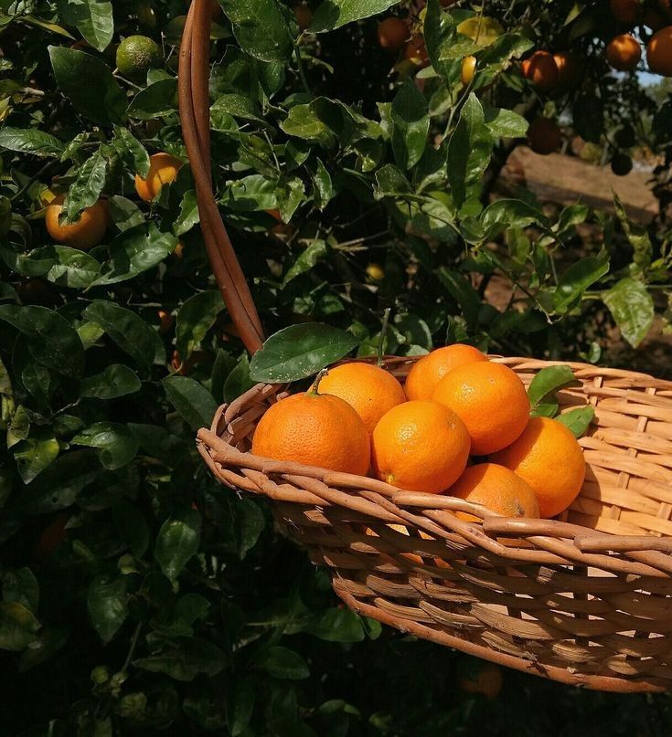 Seasonal Fruits Basket